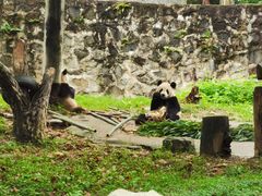 -都江堰中华大熊猫苑
