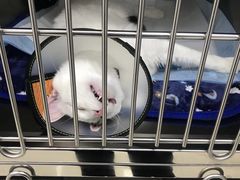 -福州肆爪动物医院