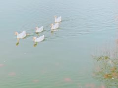 -迎泽公园