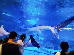 -烟台海昌鲸鲨海洋公园