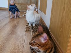 -李小姐の猫咖啡馆(五角场店)
