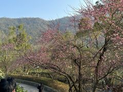 -桃花岭景区
