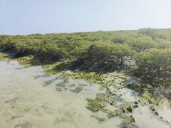 -北海金海湾红树林生态旅游区