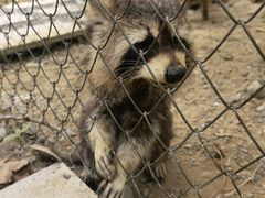 -合肥滨湖国家森林公园