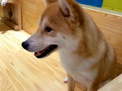 -柴源莊·柴小宠柴犬咖啡