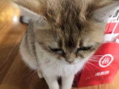 -猫小院猫主题餐厅(三里屯店)
