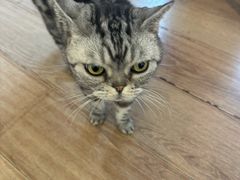 -有猫主题·治愈系猫咖(曾厝垵店)