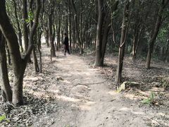 -黄埔油麻山森林公园