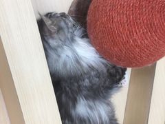 -瞄一喵猫咖(格力海岸店)