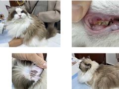 -美联众合动物医院·24h转诊中心