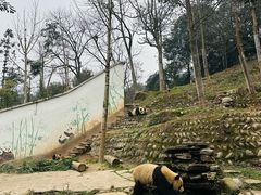 -中国大熊猫保护研究中心雅安碧峰峡基地