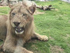 -西霞口神雕山野生动物世界