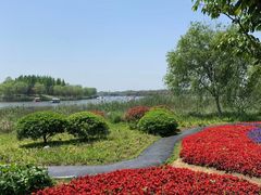 -杭州湾海上花田景区