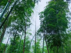 -龙坞茶村