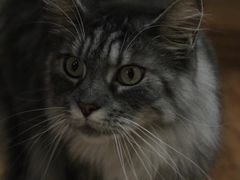 -MOCHA明星猫咖(田子坊店)