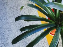 -美联英语(绿宝中心)