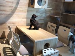 -喵屿·大理花园猫咖