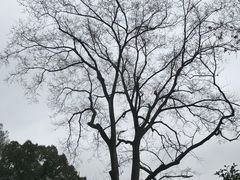 -杭州植物园