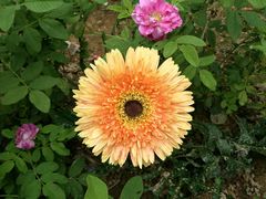 -松山湖梦幻百花洲