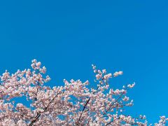 -顾村公园3号门停车场