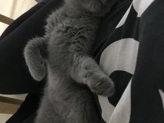 -猫大福·Fortune Cat猫舍(百子湾店)