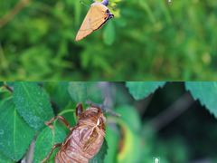 -北京西山国家森林公园