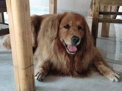 -梨木台望仙阁精品农家院(东山店)