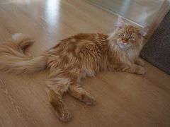 -猫腻·猫咖·撸猫馆(星光大道店)