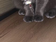 -佳雯宠物医院(四明中路分院)