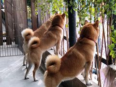 -柴犬高等学院·狗咖·柴犬售卖·宠物训练