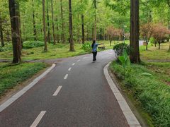 -黄海国家森林公园