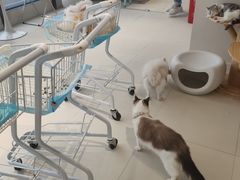 -怪兽屋·羊驼·猫咖·狗咖(俊华广场店)