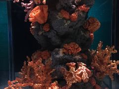 -暹罗海洋世界