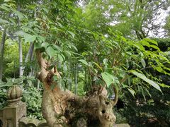 -南山植物园