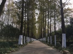 -合肥滨湖国家森林公园