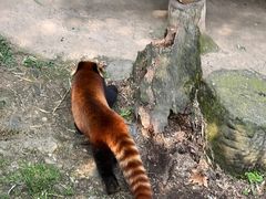-都江堰中华大熊猫苑