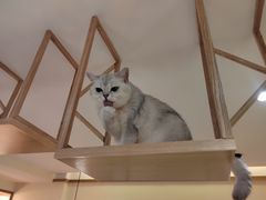 -滚猫咖啡·猫咖·猫友好撸猫(未来城店)
