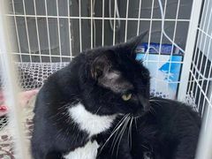 -壹迦桌游·血染钟楼剧本杀狼人杀