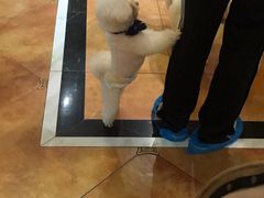 -more than meow吴止猫主题餐厅(承德 中船汇店)