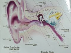 -立聪堂助听器·呼吸机(人民医院店)