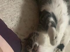 -宠爱国际动物医院· 猫科· 外科·中兽医(长白店)