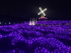 -大塘金香草谷