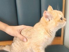-伟伟宠物医院·瑞派猫友好医院·猫科(光谷店)