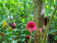-中国科学院西双版纳热带植物园