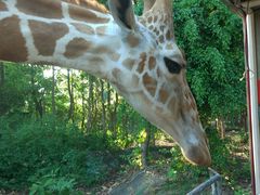 -清迈夜间动物园