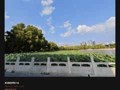 -莲花池公园