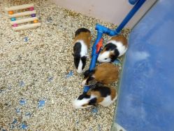 点击看大图 -思诺卡儿童俱乐部(东方广场店)