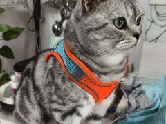 -纳吉亚猫专科动物诊疗中心(蒋宅口分院)