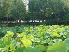 -陈家山荷花公园