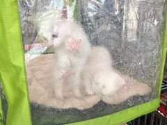-中环花鸟鱼虫市场